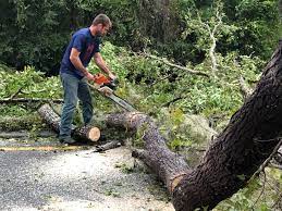 Best Hazardous Tree Removal  in Wells, NV