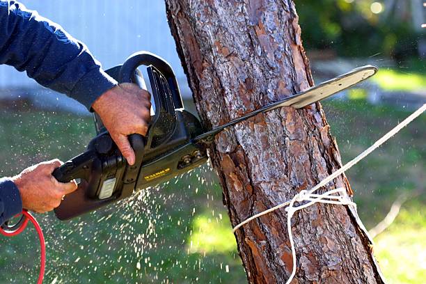 Best Hedge Trimming  in Wells, NV